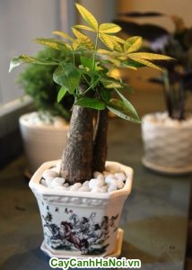Cây kim ngân bonsai đẹp